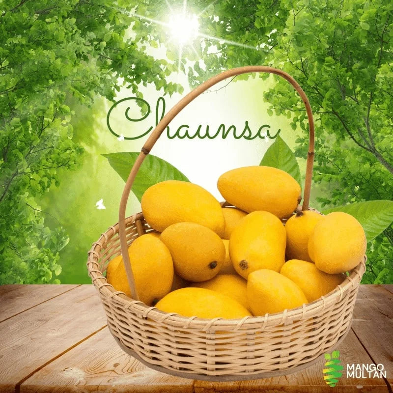 Premium Multani Chaunsa Mangoes – Fresh & Juicy